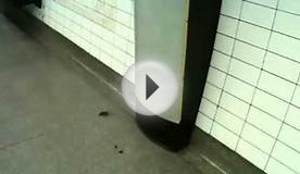 Rats in tube station!