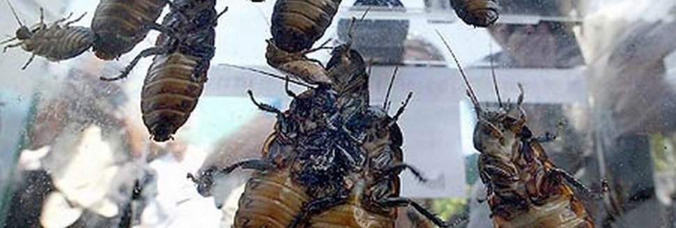 Eden Plaza Hotel South Kensington London